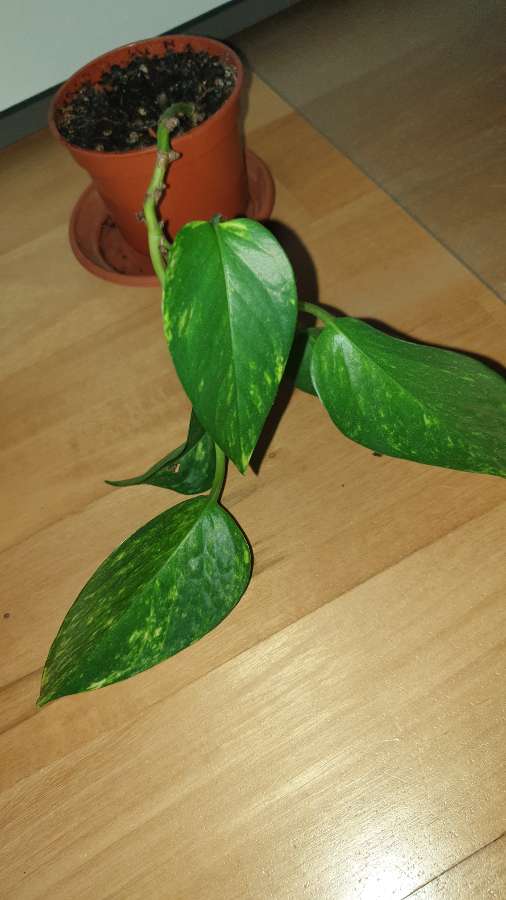 Epipremnum złociste,  epi 3