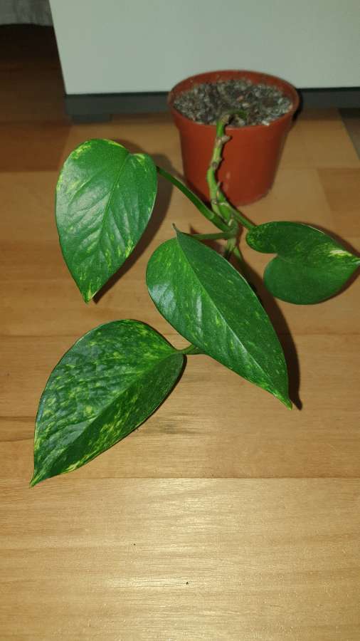 Epipremnum złociste,  epi 2