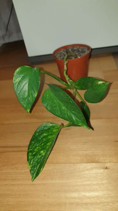 Epipremnum złociste,  epi 3