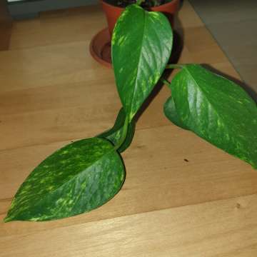 Epipremnum złociste,  epi