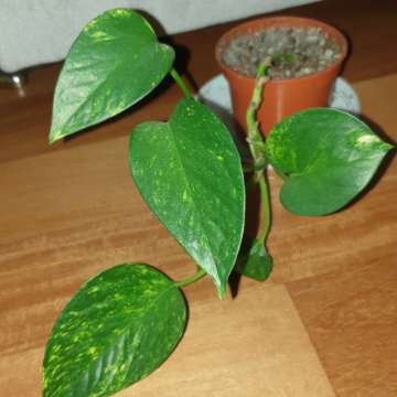 Epipremnum złociste,  epi