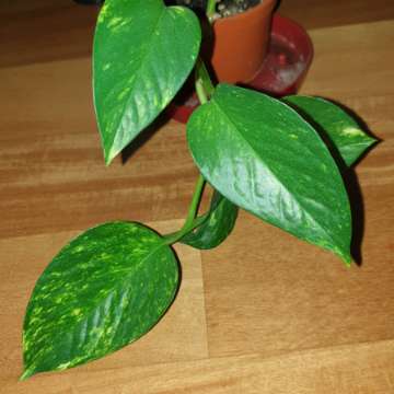 Epipremnum złociste,  epi