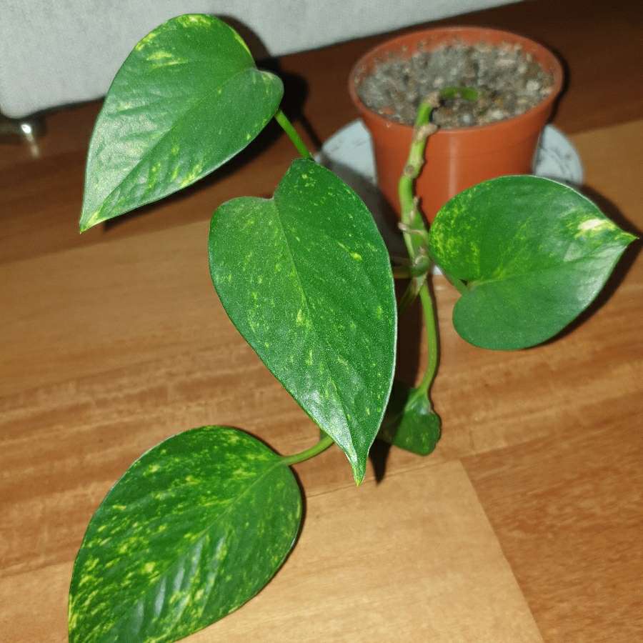 Epipremnum złociste,  epi