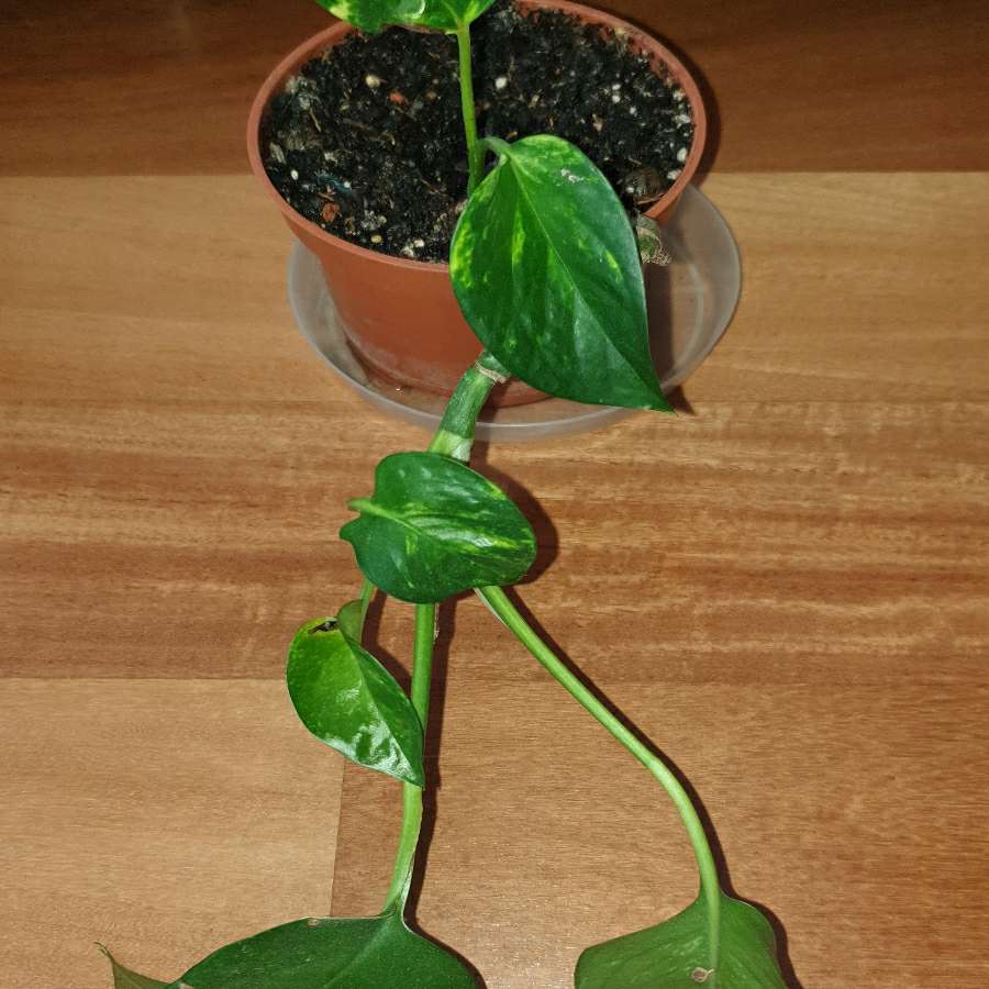 Epipremnum złociste,  epi