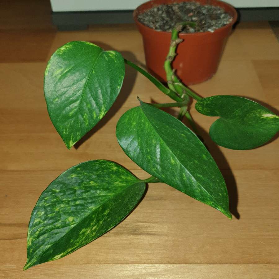 Epipremnum złociste,  epi