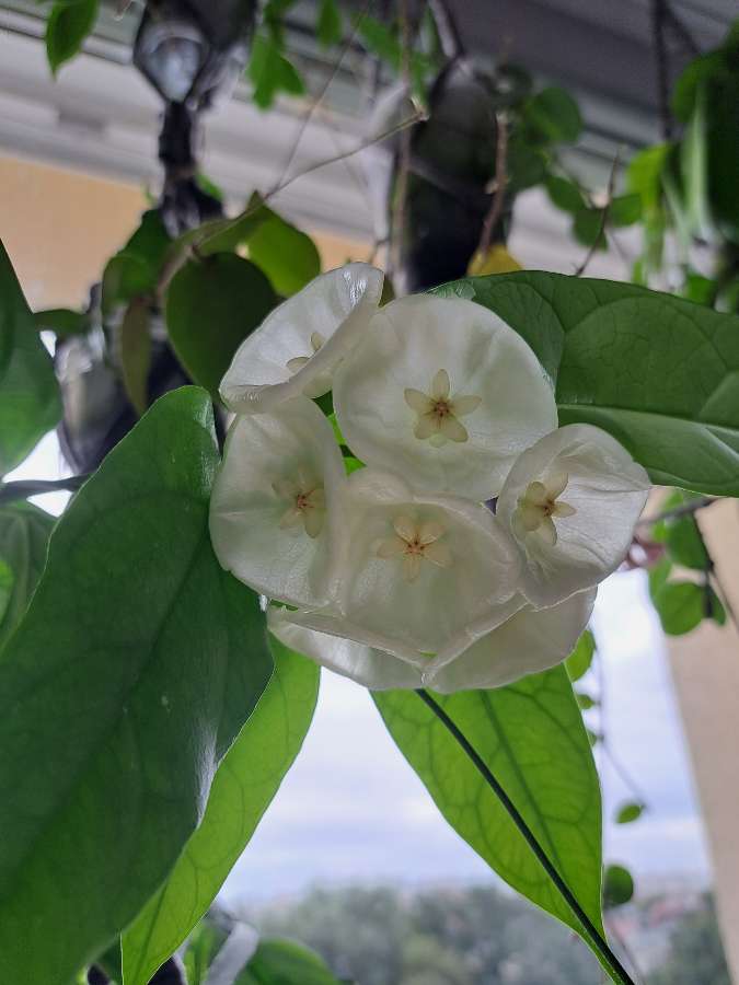 Hoya danumensis 2