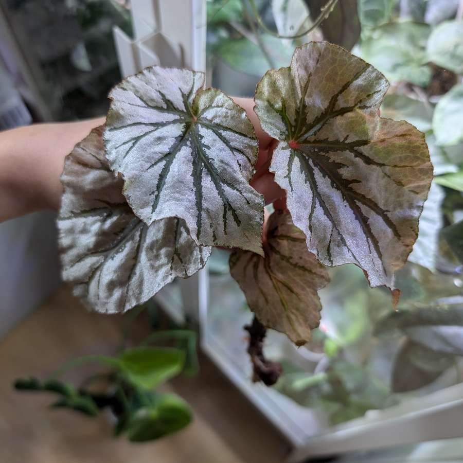 Begonia Looking Glass