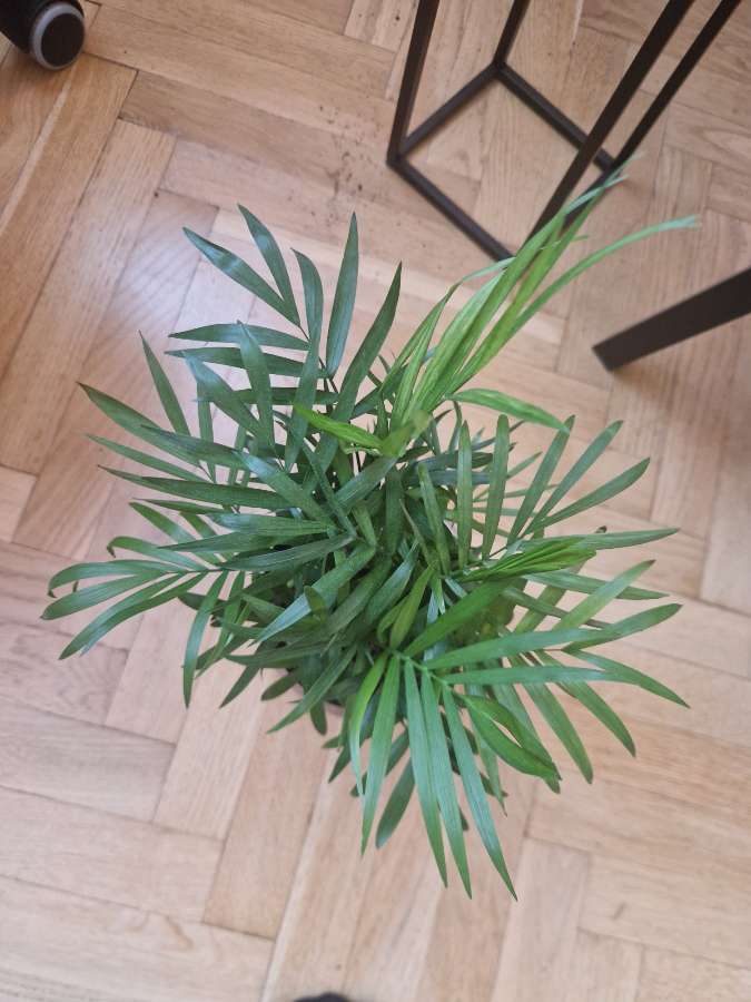 Chamaedorea elegans 2