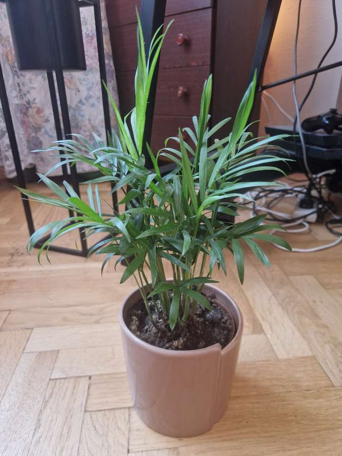 Chamaedorea elegans 5