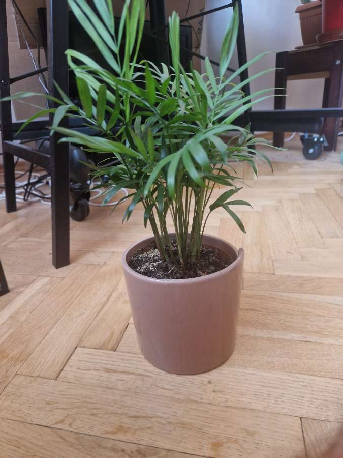 Chamaedorea elegans 3