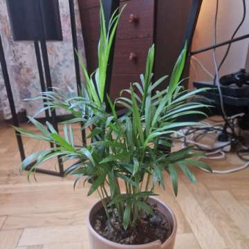 Chamaedorea elegans