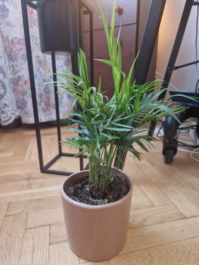 Chamaedorea elegans 4