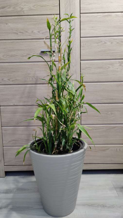 Dracena Sandera, Dracaena sanderiana, Lucky Bamboo 4