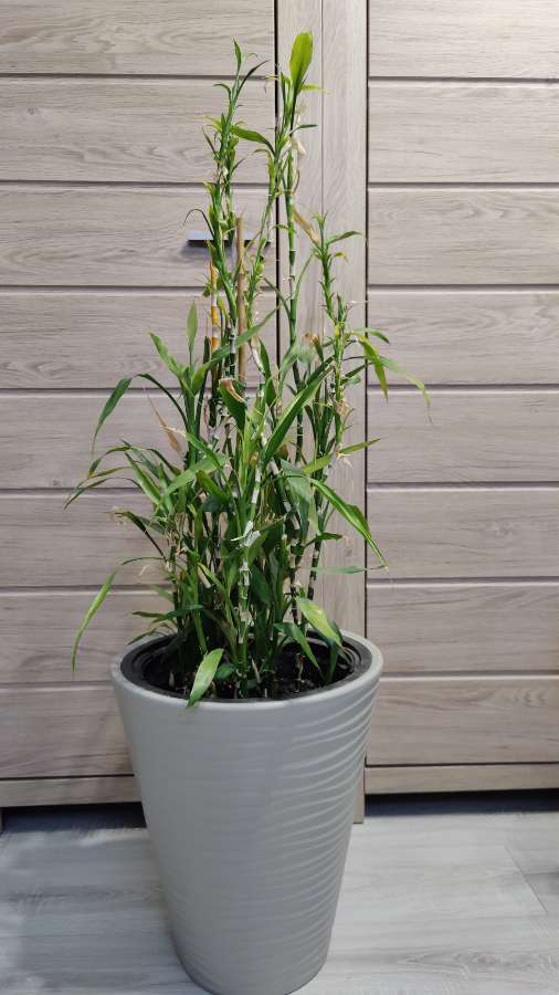 Dracena Sandera, Dracaena sanderiana, Lucky Bamboo 3