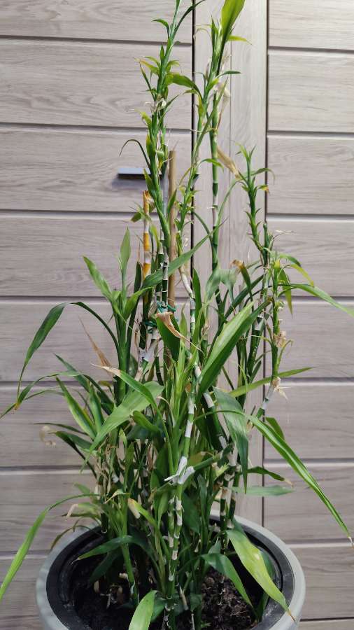 Dracena Sandera, Dracaena sanderiana, Lucky Bamboo 2