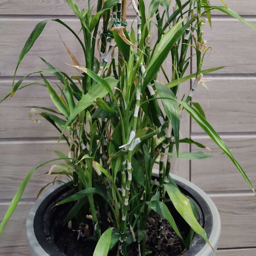 Dracena Sandera, Dracaena sanderiana, Lucky Bamboo
