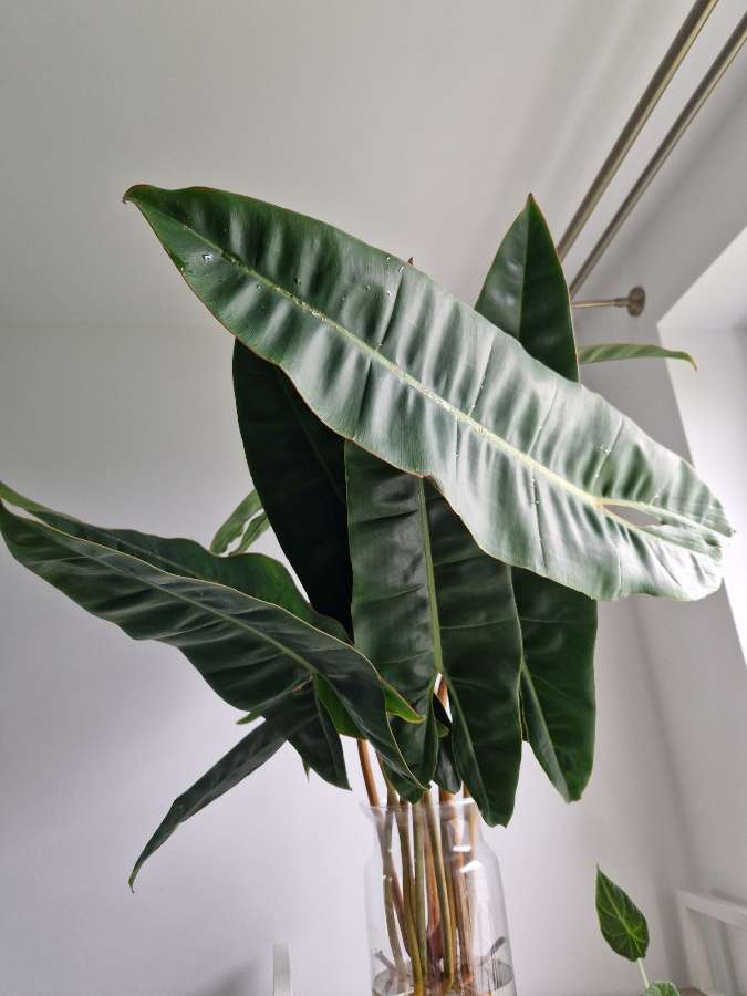 Philodendron billietiae 4