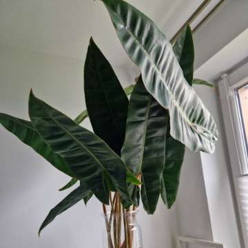 Philodendron billietiae