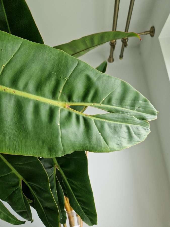 Philodendron billietiae 3