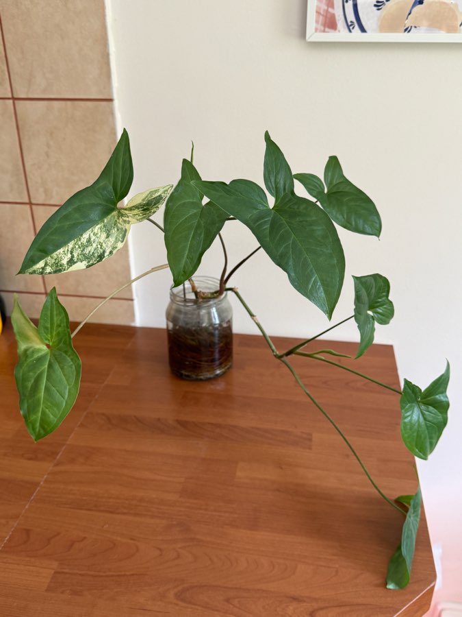 syngonium emerald gem 3