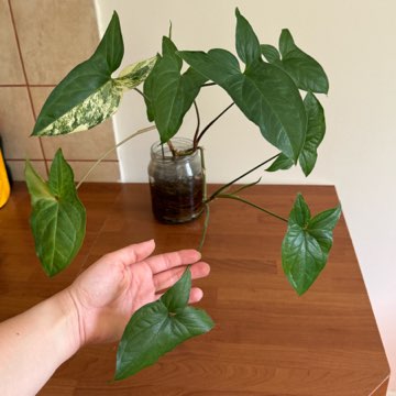 syngonium emerald gem