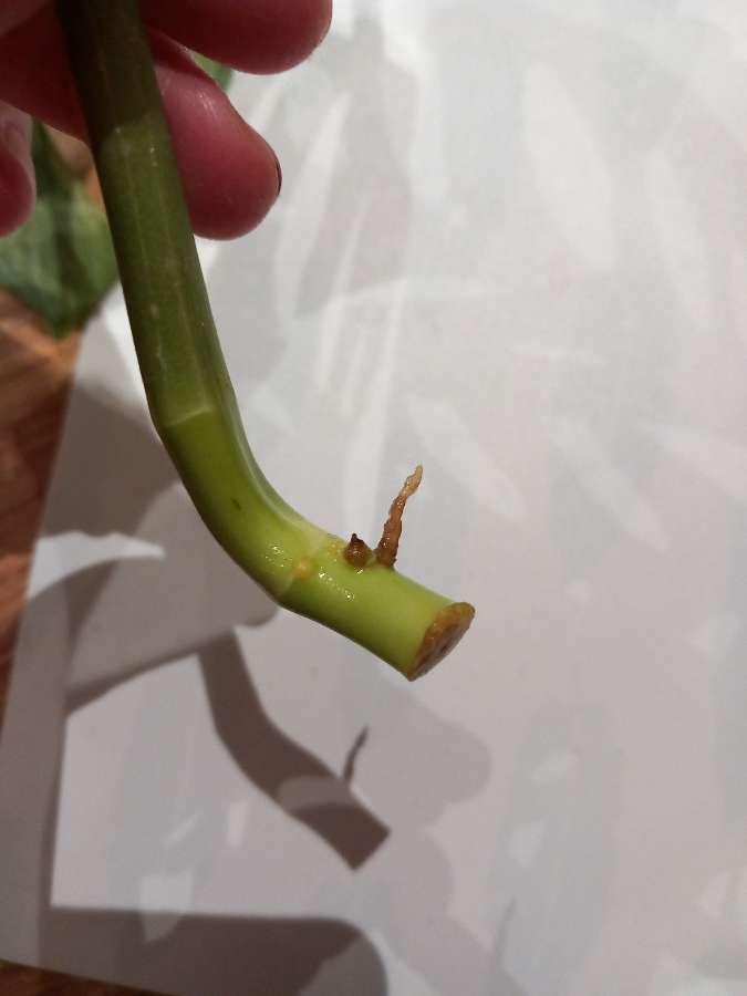 Monstera Variegata typ Ghost 2