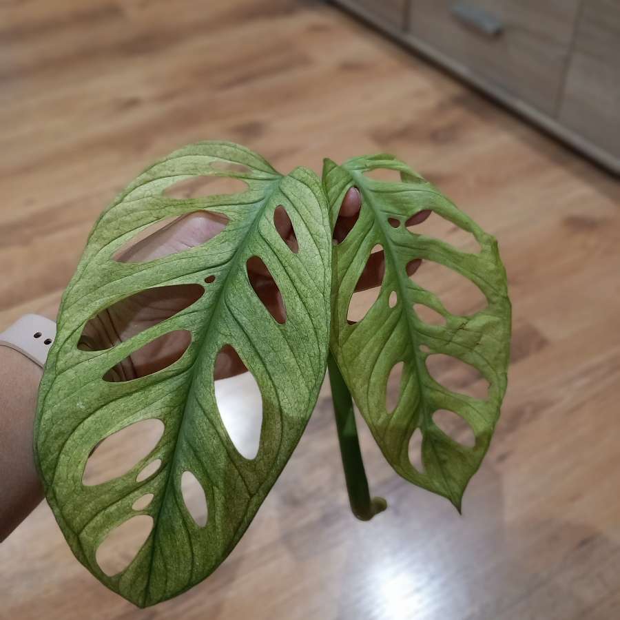 Monstera Variegata typ Ghost