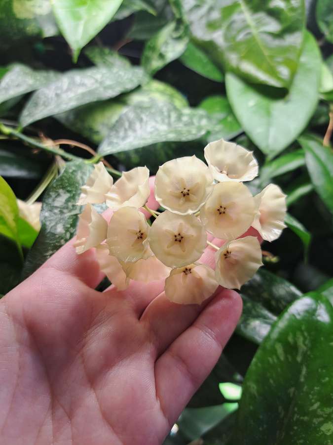 Hoya cystiantha splash 3