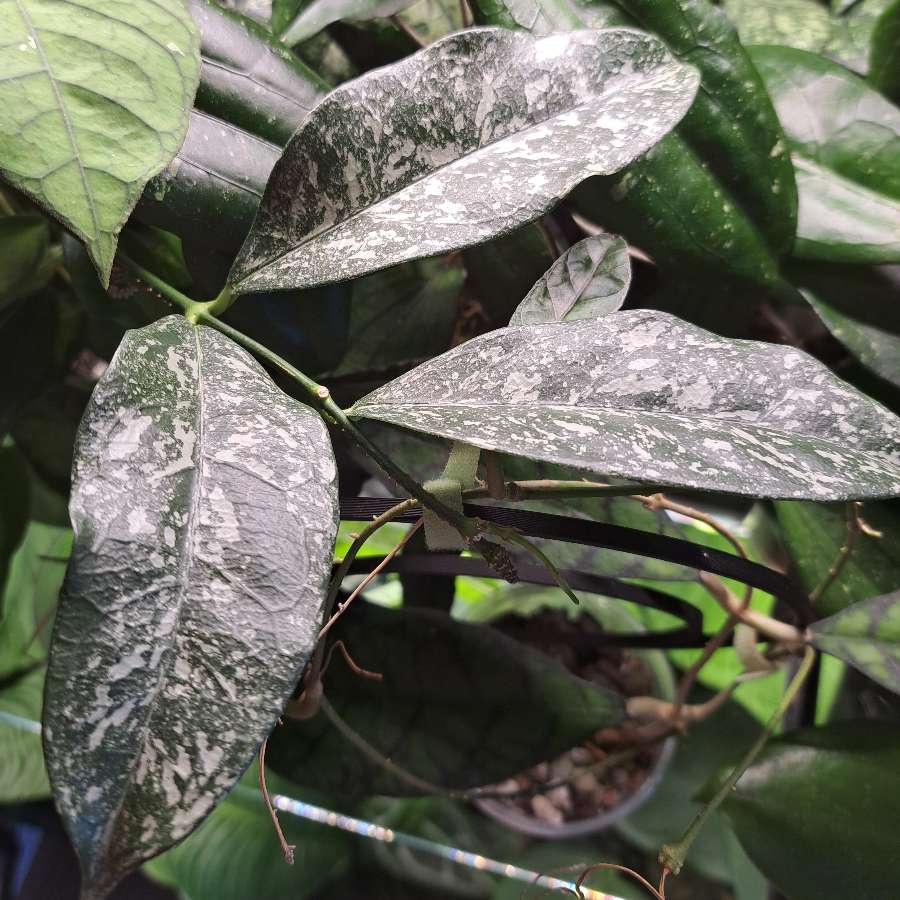 Hoya cystiantha splash