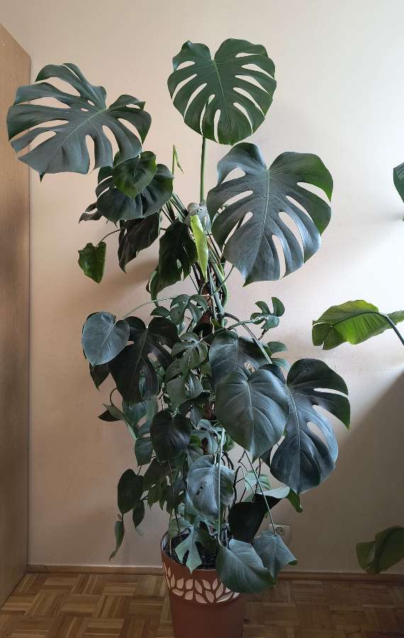 Monstera deliciosa + Monstera Minima 2