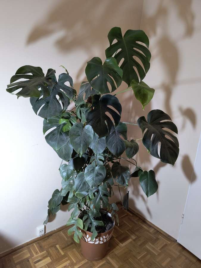 Monstera deliciosa + Monstera Minima 3
