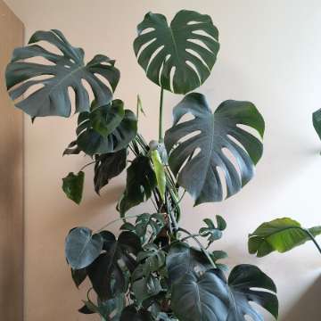Monstera deliciosa + Monstera Minima
