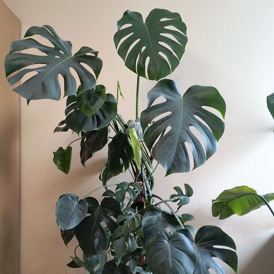 Monstera deliciosa + Monstera Minima