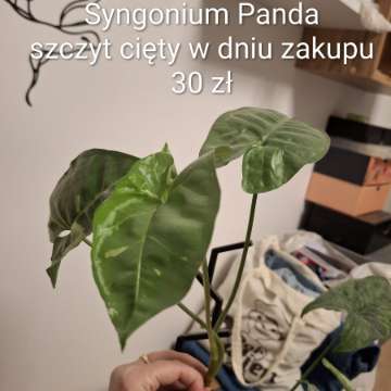 Syngonium Panda
