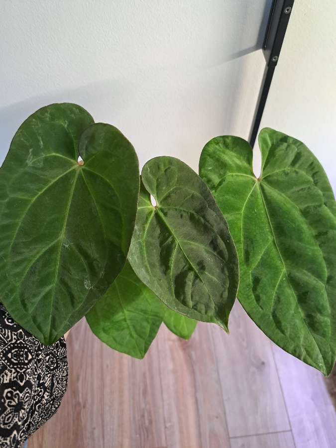 Anthurium papillilaminum x 3