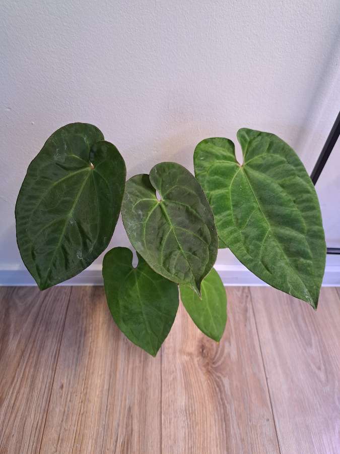 Anthurium papillilaminum x 2