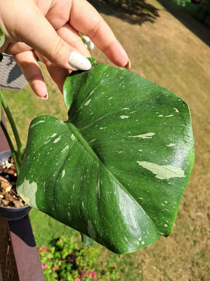 Monstera thai constellation 5