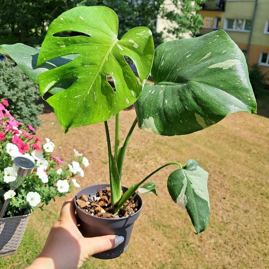 Monstera thai constellation