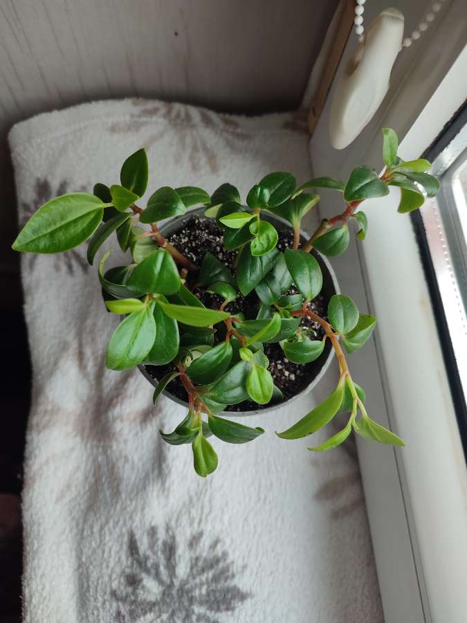 Peperomia 2