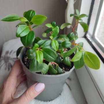 Peperomia