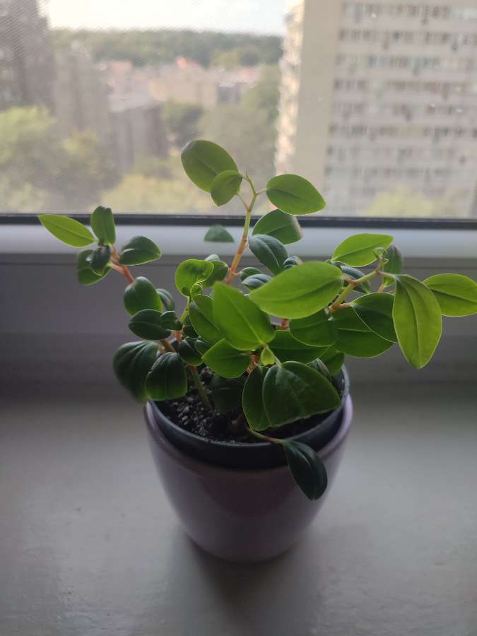 Peperomia 3