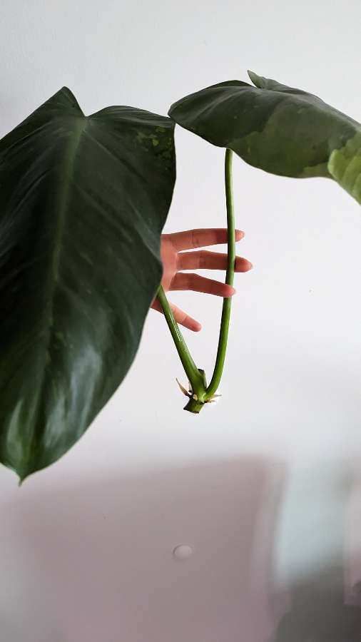 Philodendron Jose buono 3