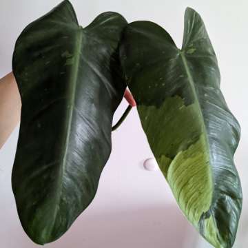 Philodendron Jose buono