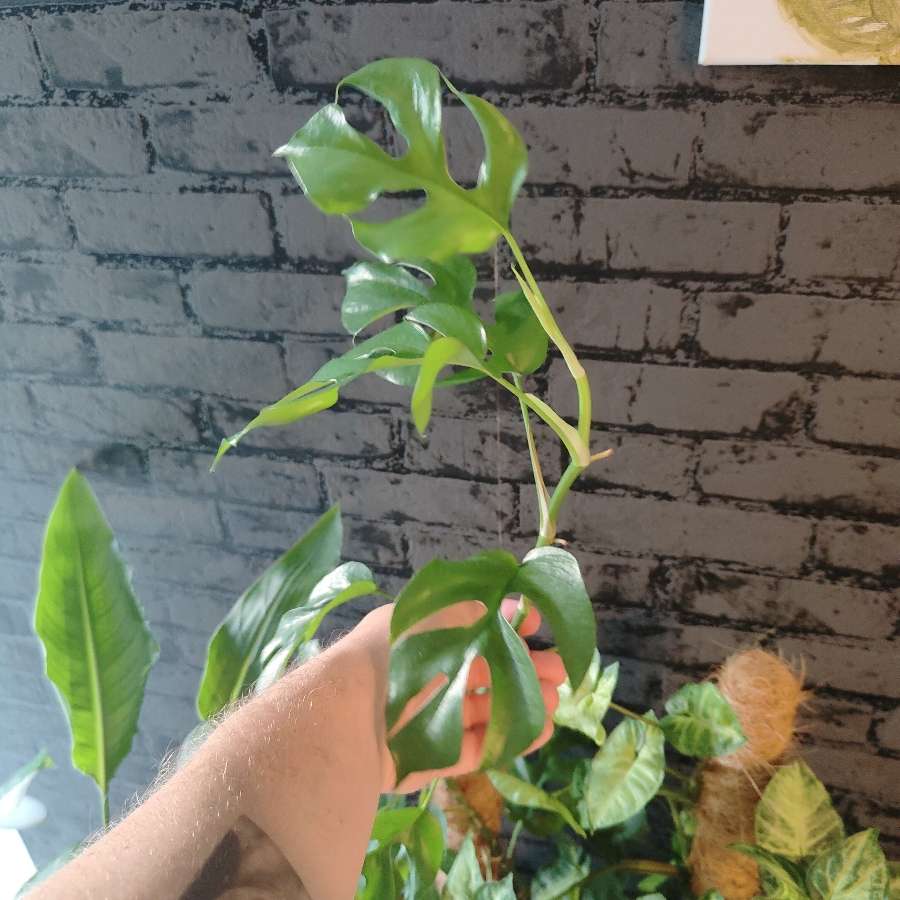 Monstera minima Szczepka