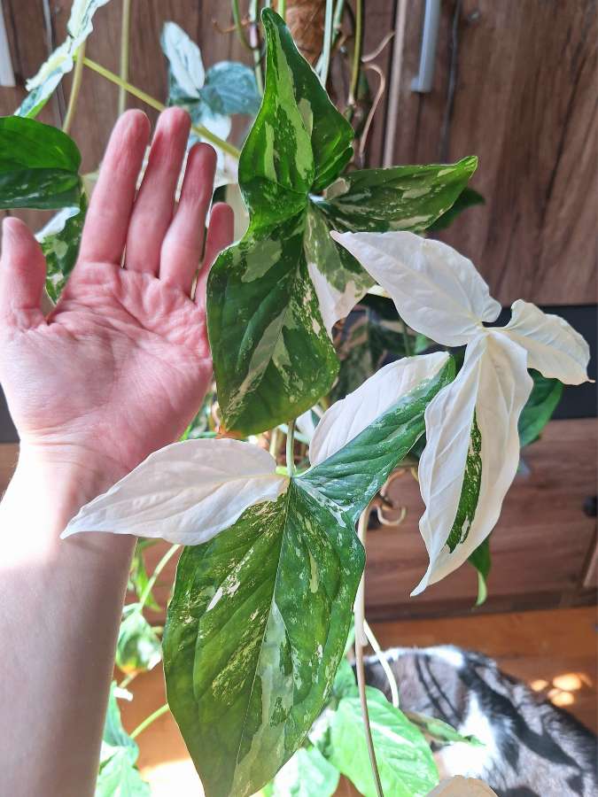 Ogromne syngonium emerald gem 3