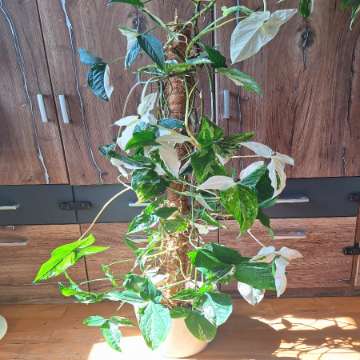 Ogromne syngonium emerald gem