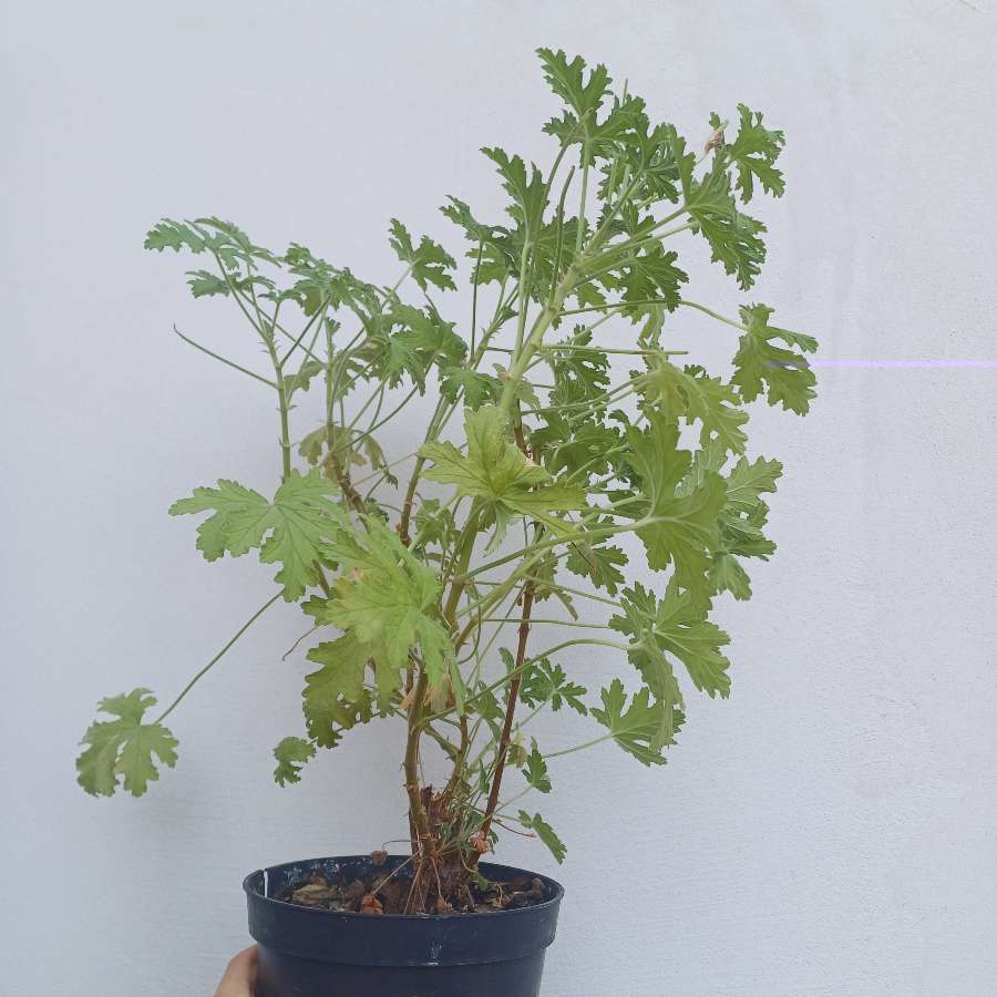Geranium