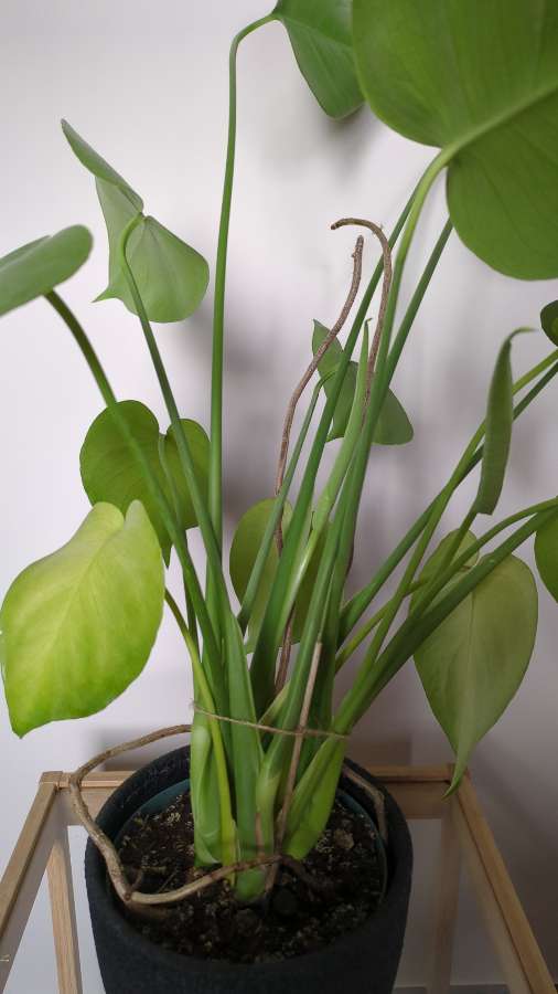 Monstera deliciosa 3