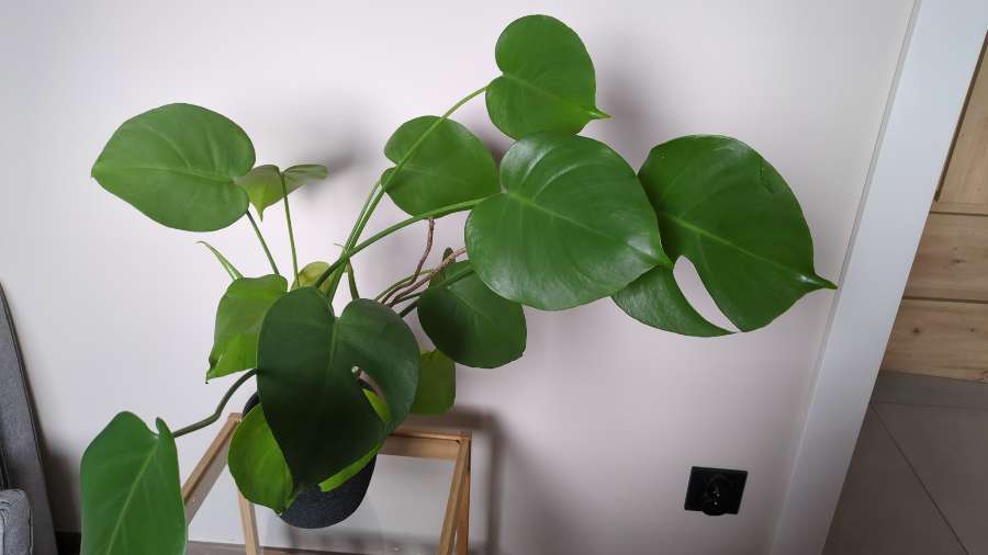 Monstera deliciosa 2