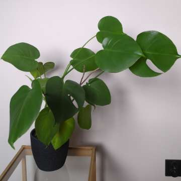 Monstera deliciosa